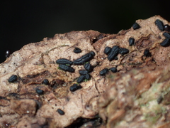 Alyxoria varia