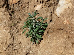 Salvia apiana