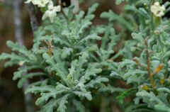 Mathewsia foliosa