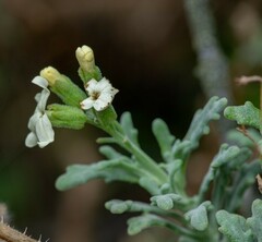Mathewsia foliosa