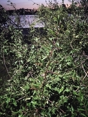 Phyllanthus sellowianus