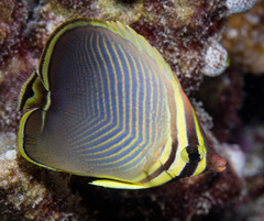 Chaetodon baronessa