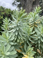 Euphorbia glauca