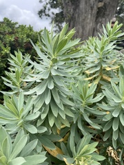 Euphorbia glauca