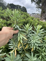 Euphorbia glauca