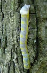 Lithophane querquera