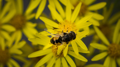 Eristalis arbustorum