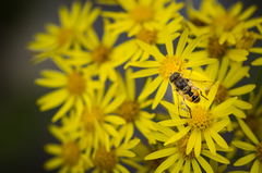Eristalis arbustorum
