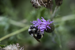 Bombus vancouverensis