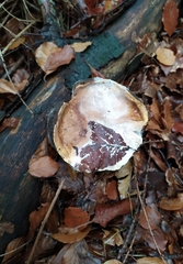 Boletus edulis