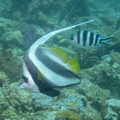 Heniochus acuminatus