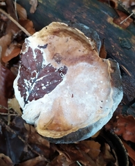 Boletus edulis