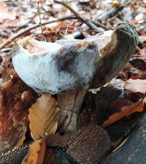 Boletus edulis