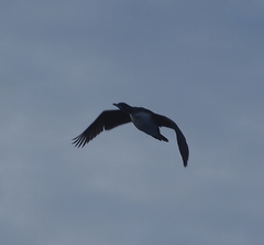 Leucocarbo chalconotus