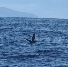 Leucocarbo chalconotus