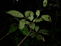 Henriettea duckeana