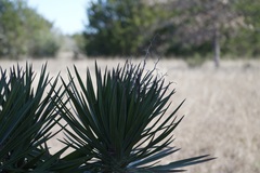Yucca aloifolia