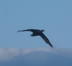 Leucocarbo chalconotus