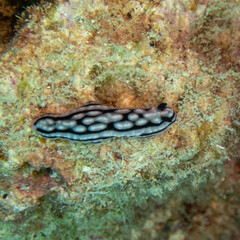 Phyllidiella