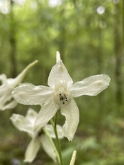 Delphinium tricorne