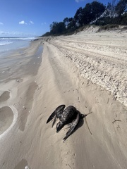 Ardenna tenuirostris