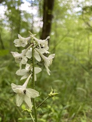 Delphinium tricorne