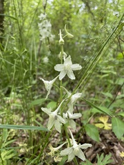 Delphinium tricorne