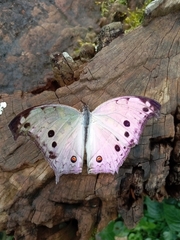 Protogoniomorpha parhassus