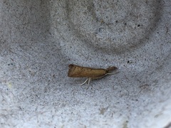 Neodactria luteolellus