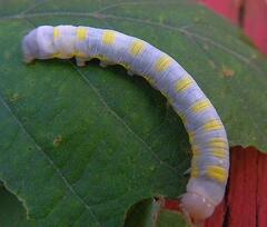 Lithophane querquera