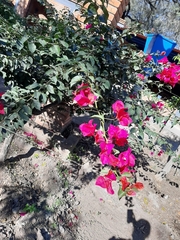 Bougainvillea