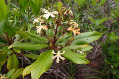 Scaevola cylindrica