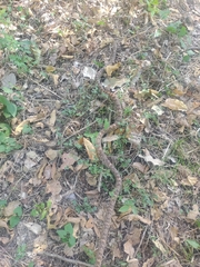 Trimorphodon quadruplex