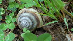 Karaftohelix maackii