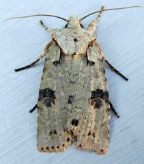 Lithophane querquera