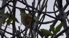 Turdus rufopalliatus