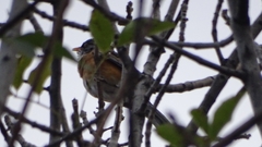 Turdus rufopalliatus