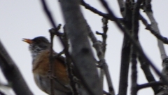 Turdus rufopalliatus