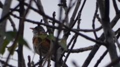 Turdus rufopalliatus