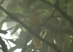 Philydor atricapillus