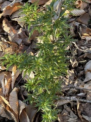 Osmanthus heterophyllus