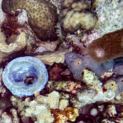 Montastraea cavernosa