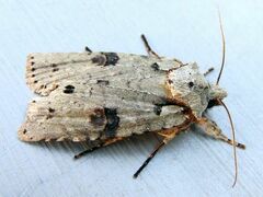 Lithophane querquera