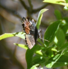 Callophrys henrici