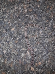 Pygopus lepidopodus