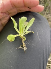 Valerianella radiata
