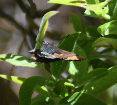 Callophrys henrici