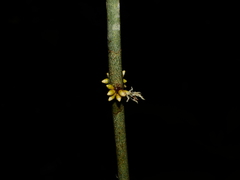 Henriettea duckeana