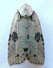 Lithophane querquera