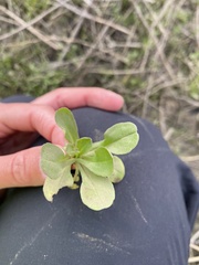 Valerianella radiata